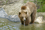stehender Braunbr
