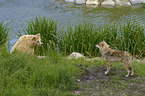Braunbr mit Wolf