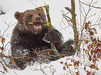 sitzender Braunbr