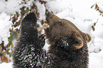 Braunbr knabbert an einem Knochen