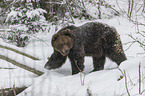Braunbr im Schnee