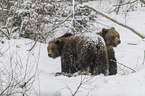 Braunbren im Schnee