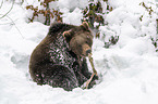 Braunbr knabbert an einem Knochen