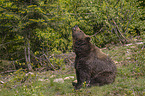 sitzender Braunbr