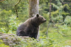sitzender Braunbr