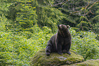 sitzender Braunbr