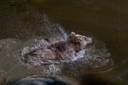 Braunbr im Wasser