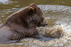 Braunbr im Wasser