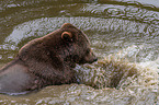 Braunbr im Wasser