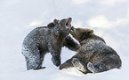Braunbären spielen im Schnee