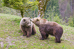 zwei Braunb�ren