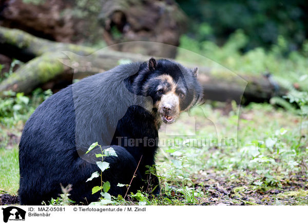 Brillenbr / Andean bear / MAZ-05081