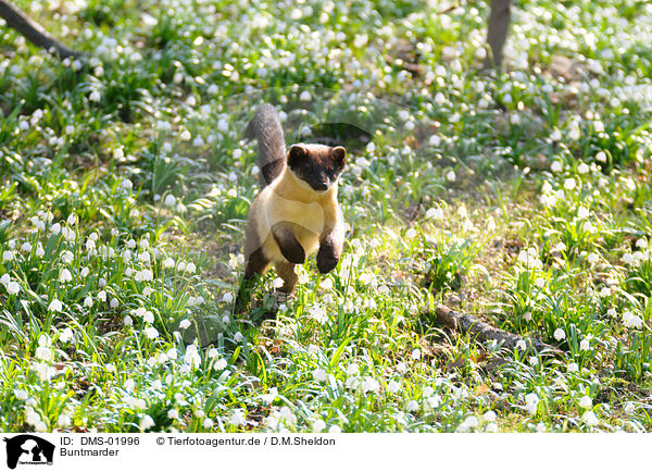Buntmarder / yellow-throated marten / DMS-01996