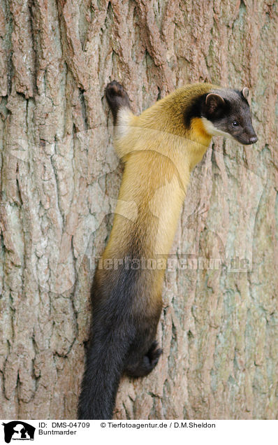 Buntmarder / yellow-throated marten / DMS-04709