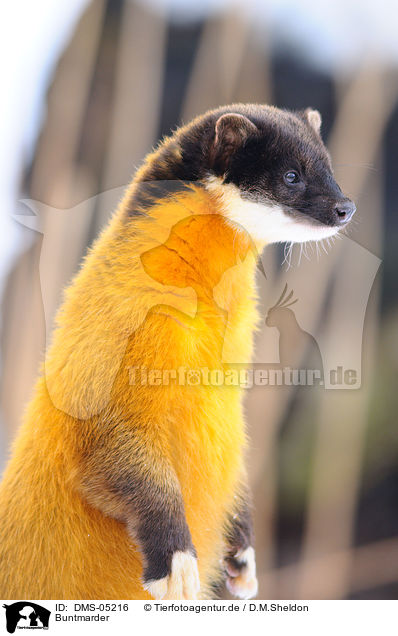 Buntmarder / yellow-throated marten / DMS-05216