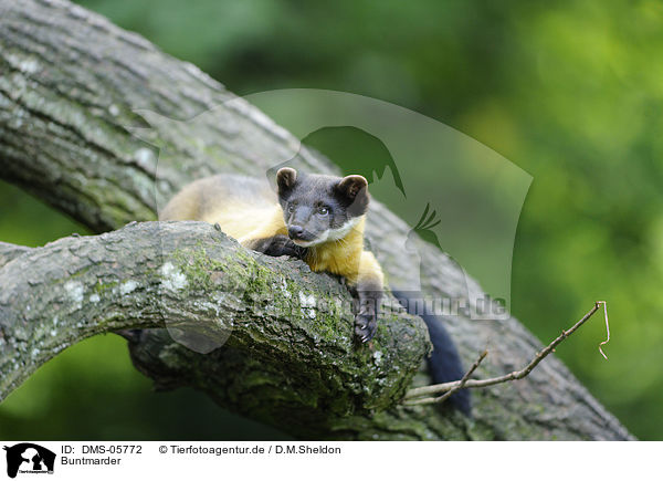 Buntmarder / yellow-throated marten / DMS-05772