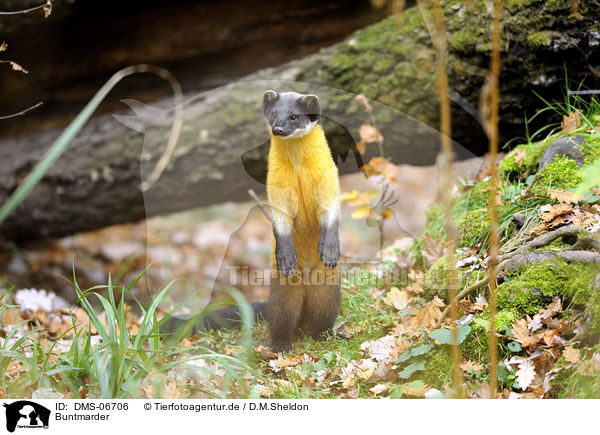 Buntmarder / yellow-throated marten / DMS-06706