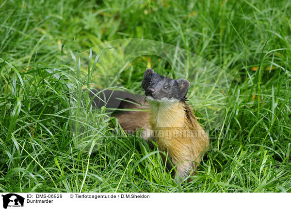 Buntmarder / yellow-throated marten / DMS-06929