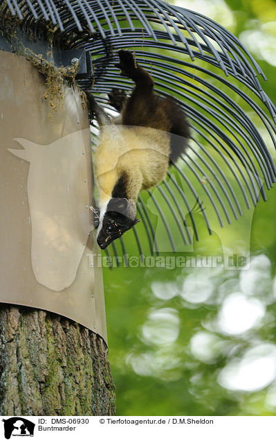 Buntmarder / yellow-throated marten / DMS-06930
