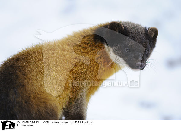 Buntmarder / yellow-throated marten / DMS-07412