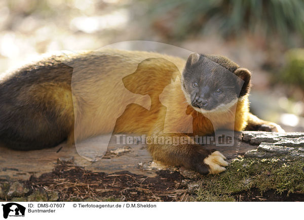 Buntmarder / yellow-throated marten / DMS-07607