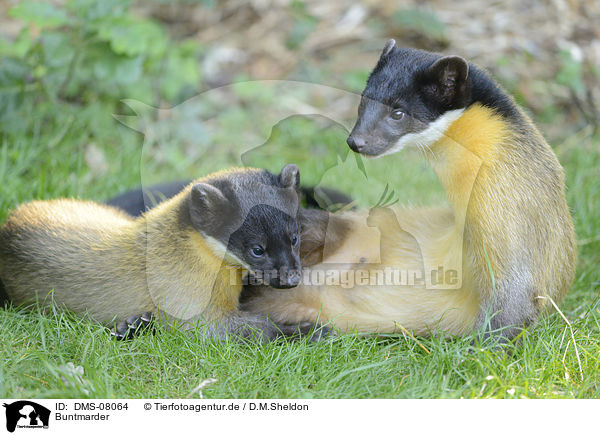 Buntmarder / yellow-throated martens / DMS-08064