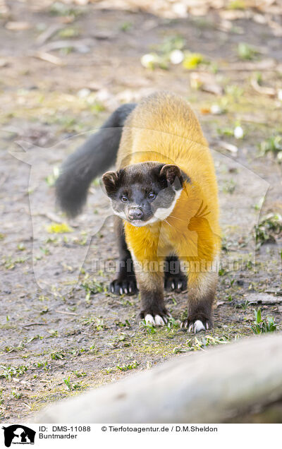 Buntmarder / yellow-throated marten / DMS-11088