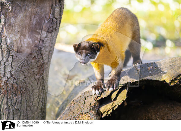 Buntmarder / yellow-throated marten / DMS-11090