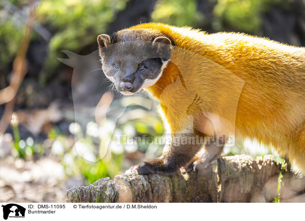 Buntmarder / yellow-throated marten / DMS-11095