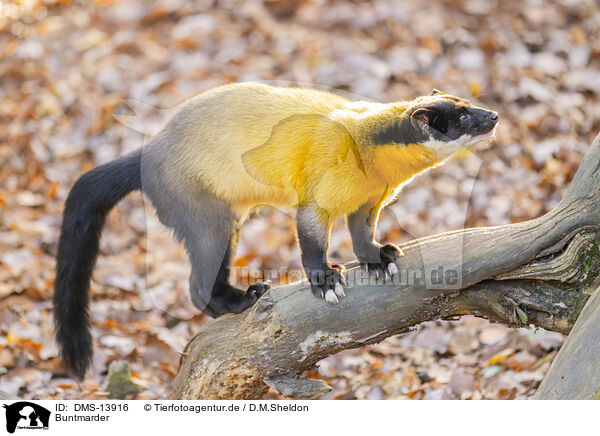 Buntmarder / yellow-throated marten / DMS-13916