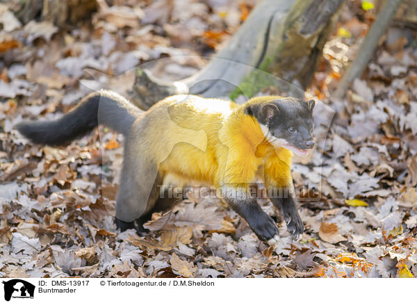 Buntmarder / yellow-throated marten / DMS-13917