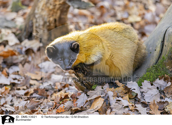 Buntmarder / yellow-throated marten / DMS-13921