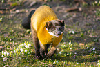 Buntmarder