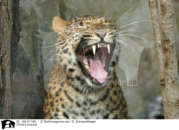 China-Leopard / chinese leopard / SS-01166