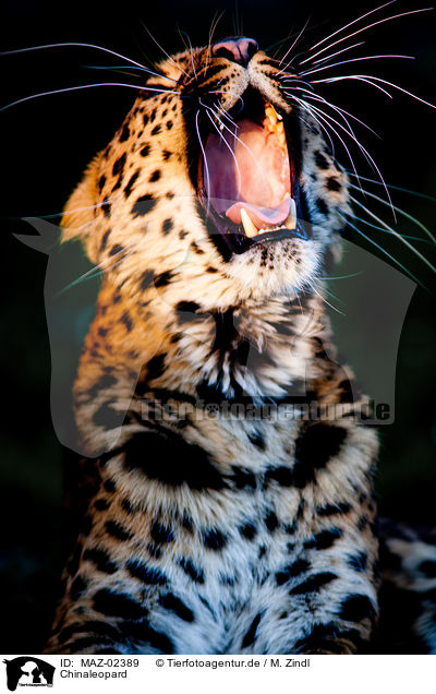 Chinaleopard / north china leopard / MAZ-02389