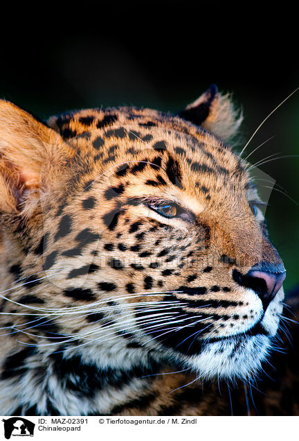 Chinaleopard / north china leopard / MAZ-02391
