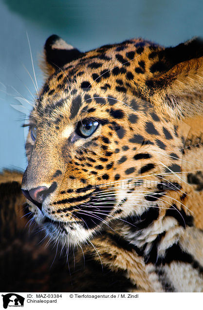 Chinaleopard / north china leopard / MAZ-03384