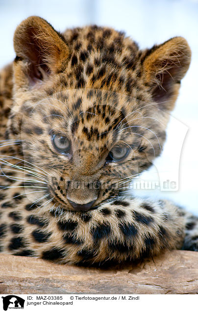 junger Chinaleopard / young north china leopard / MAZ-03385