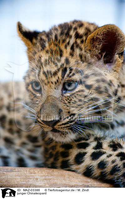 junger Chinaleopard / young north china leopard / MAZ-03386