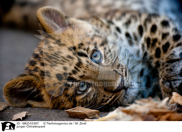 junger Chinaleopard / young north china leopard / MAZ-03387