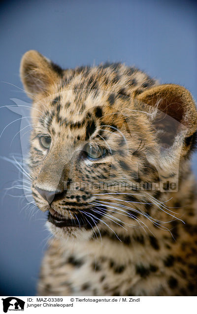 junger Chinaleopard / young north china leopard / MAZ-03389