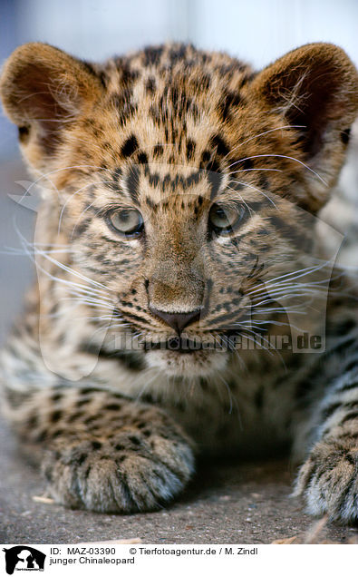 junger Chinaleopard / young north china leopard / MAZ-03390