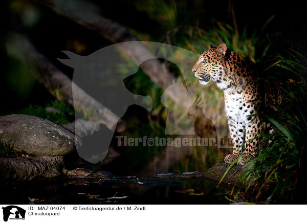Chinaleopard / north china leopard / MAZ-04074