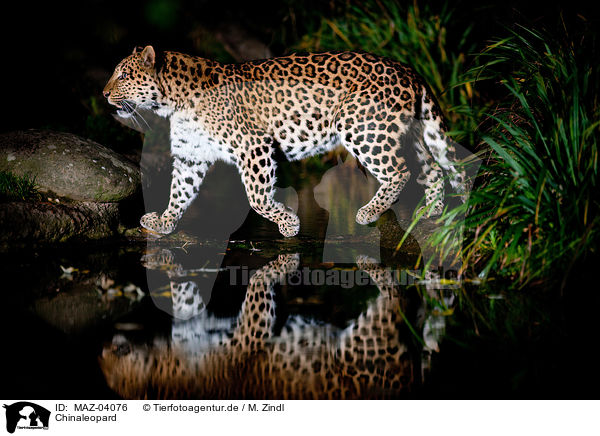 Chinaleopard / north china leopard / MAZ-04076