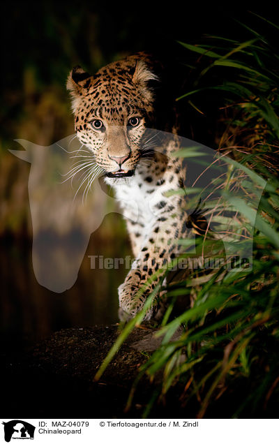 Chinaleopard / north china leopard / MAZ-04079