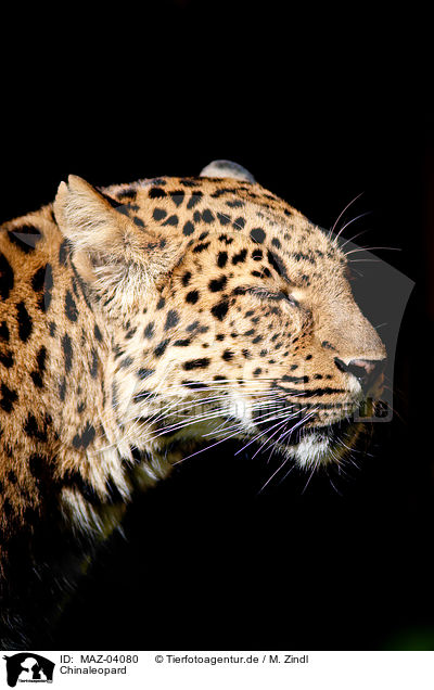 Chinaleopard / north china leopard / MAZ-04080