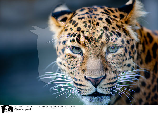 Chinaleopard / north china leopard / MAZ-04081