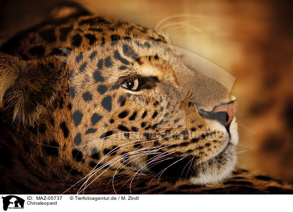 Chinaleopard / North China Leopard / MAZ-05737