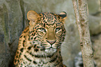 China-Leopard