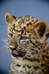 junger Chinaleopard